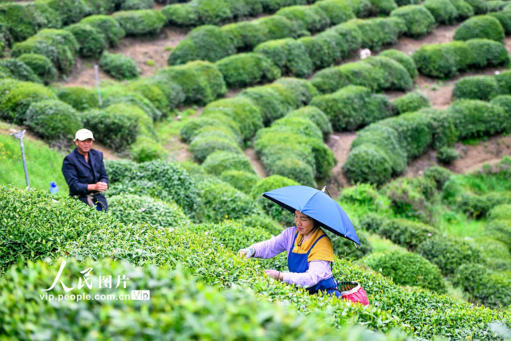 湖北英山：春日采茶忙