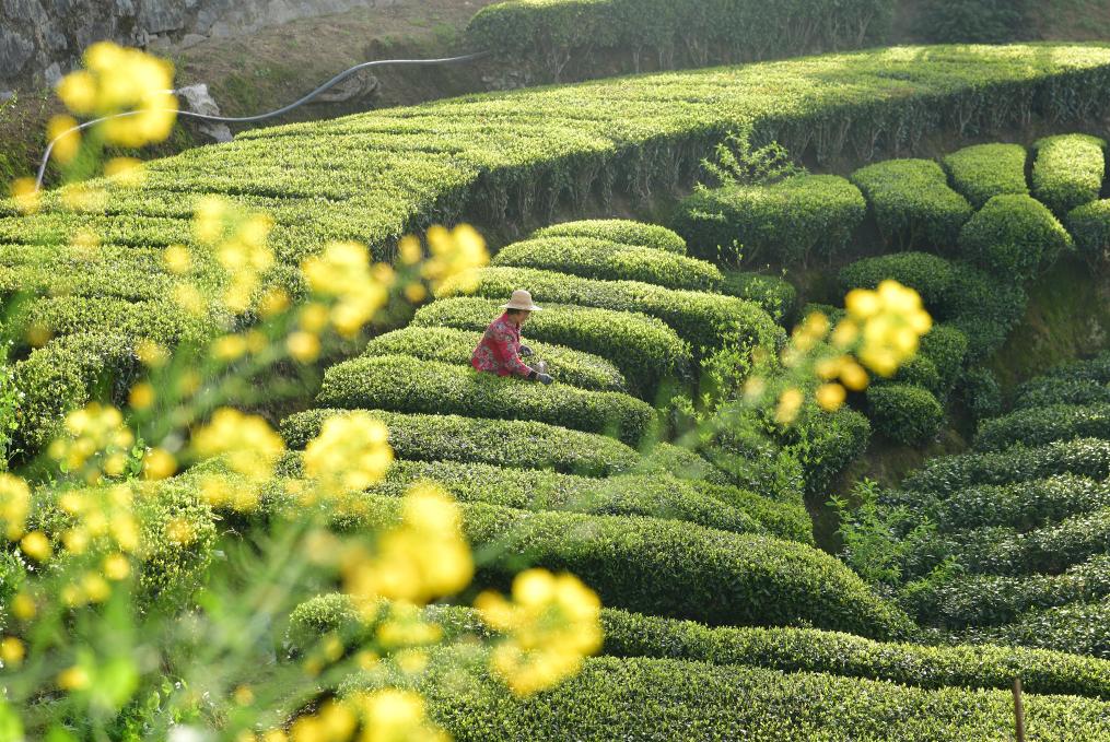 “声动”二十四节气·清明丨此间春正好，告与先人知