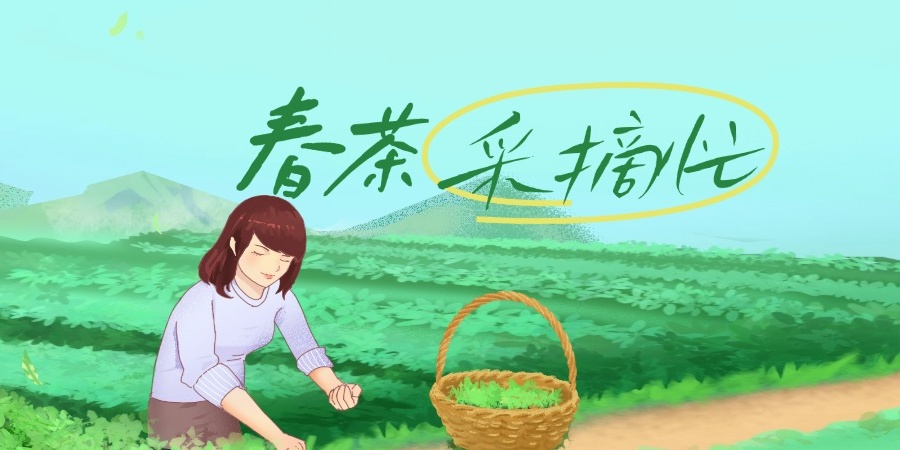 湖北英山:春日采茶忙