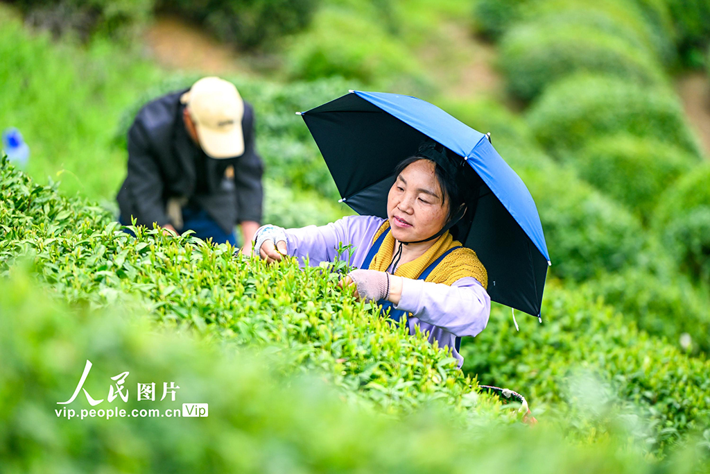 湖北英山：春日采茶忙【3】