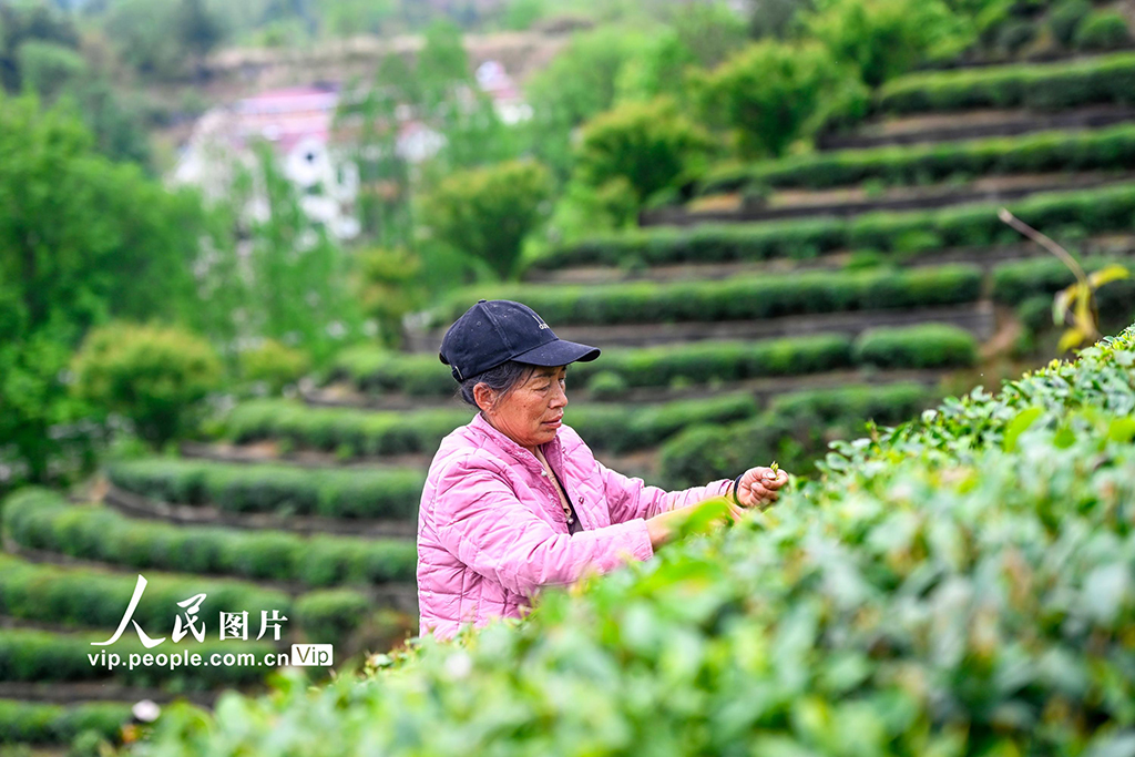 湖北英山：春日采茶忙【4】