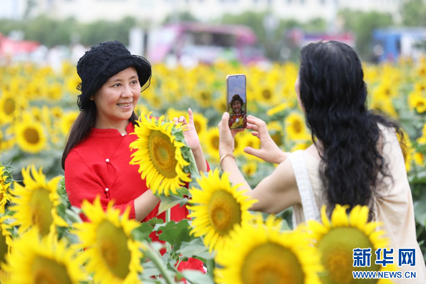 安徽淮北:夏日葵花 绚烂绽放