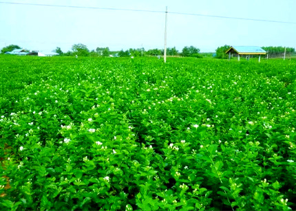 广西横州：一朵茉莉花 富了一方人