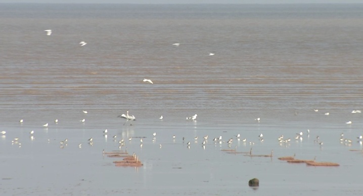 7万只次！今年崇明东滩依旧“热闹”