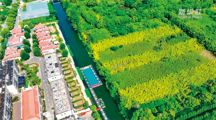 上海浦东长江村：江海之交焕新颜